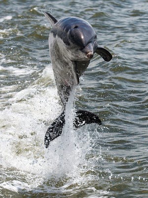 A bottlenose dolphin leaps out of Estero Bay recently during a cruise.