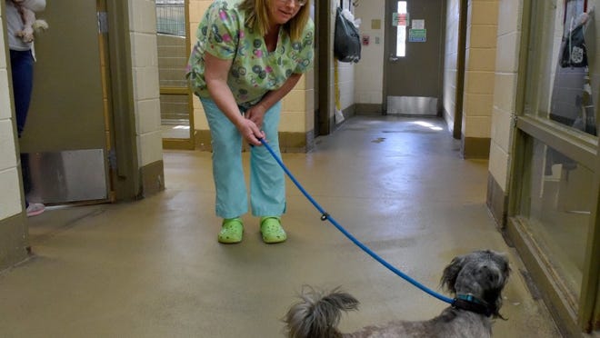 Kimber takes a look around before going on a walk with Romona Hood during her visit to Young-Williams Animal Center.