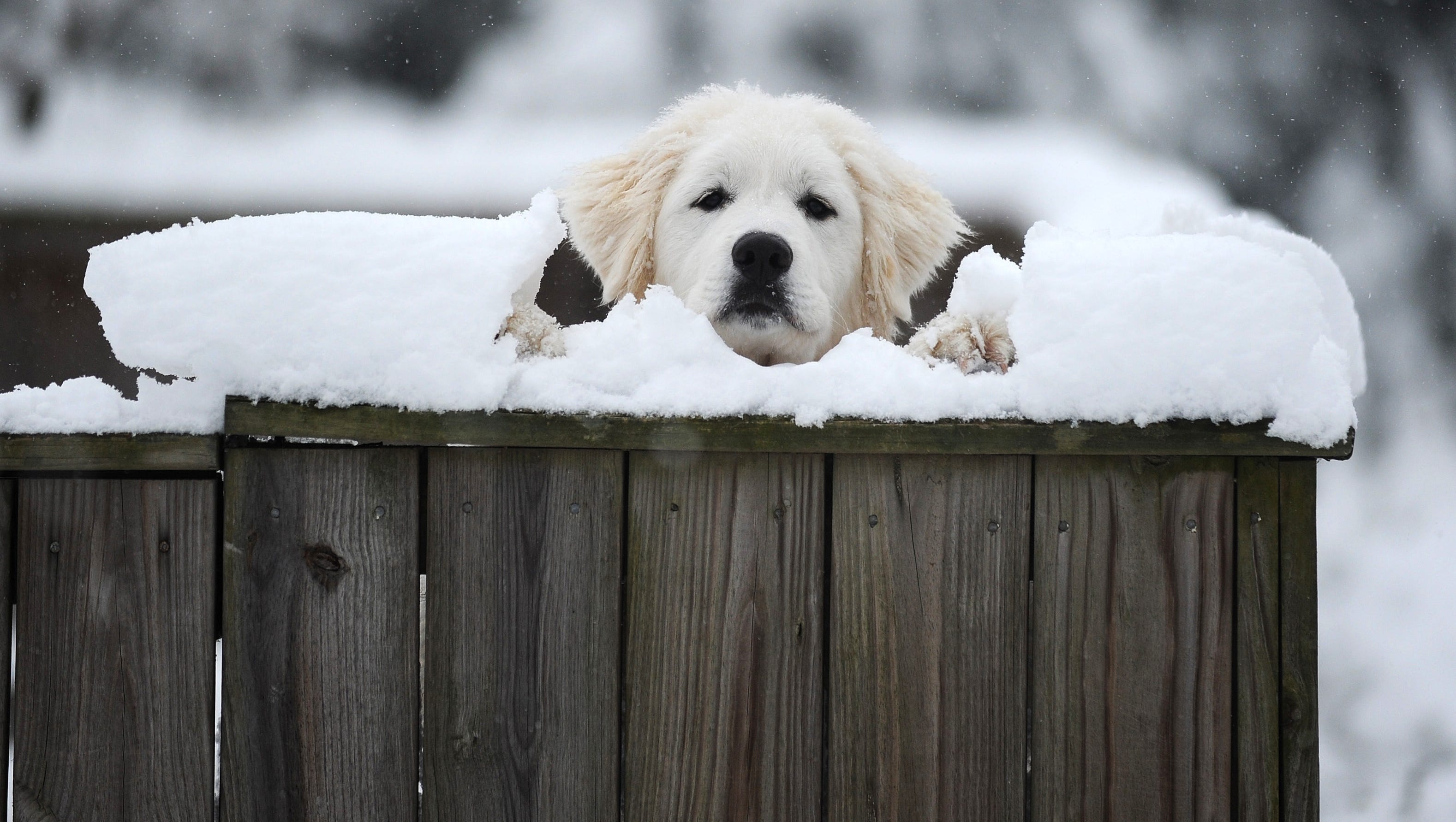 Don T Leave Your Pets Out In The Cold