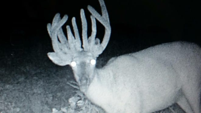 Curtis Russell's heavily antlered doe showed up earlier  on a trail cam near where he shot her.