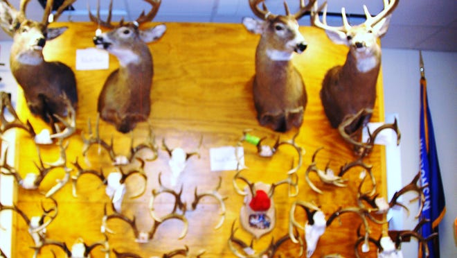 Francis Creek Sportsmen’s Club held its 13th annual Show Off Your Buck Contest on March 7. Pictured are some of the large antlers that were registered in the competition.
