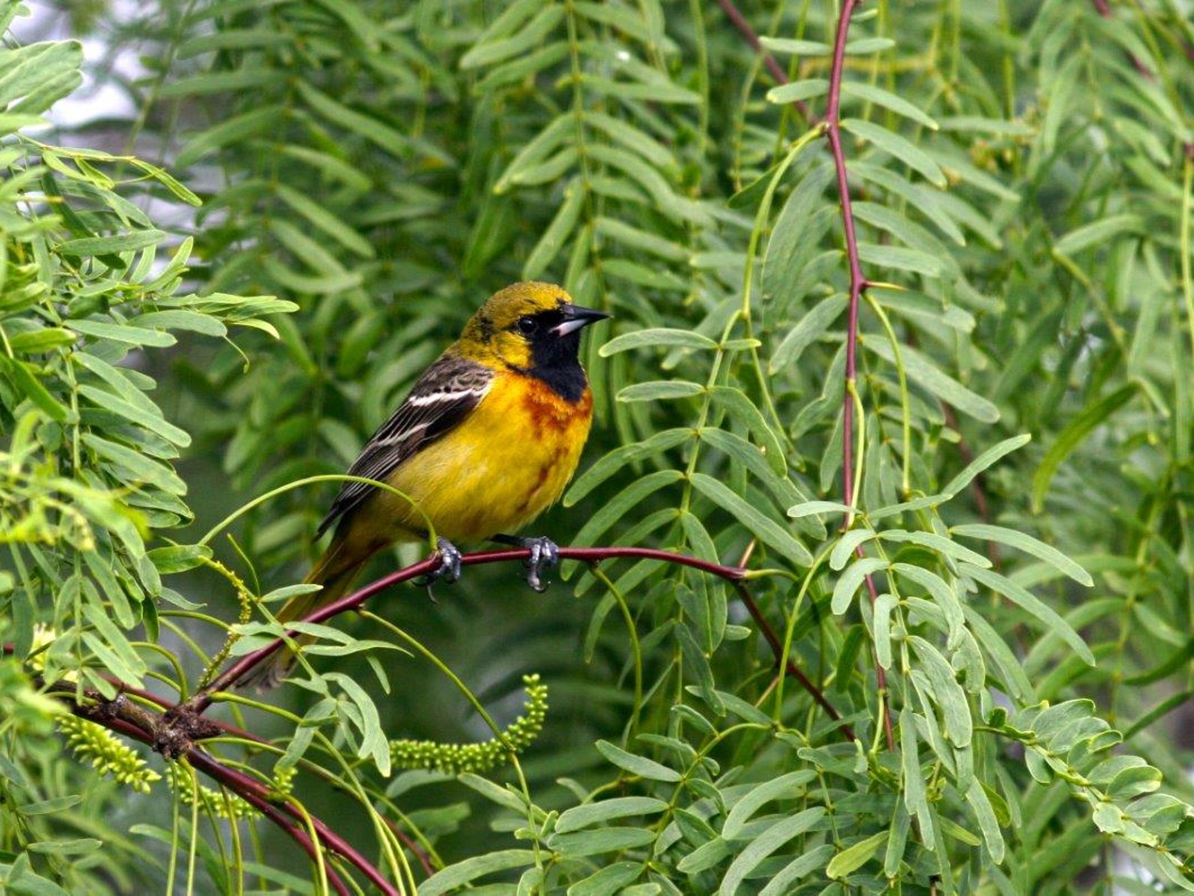 South Texas bird migration does not disappoint Corpus Christi birders