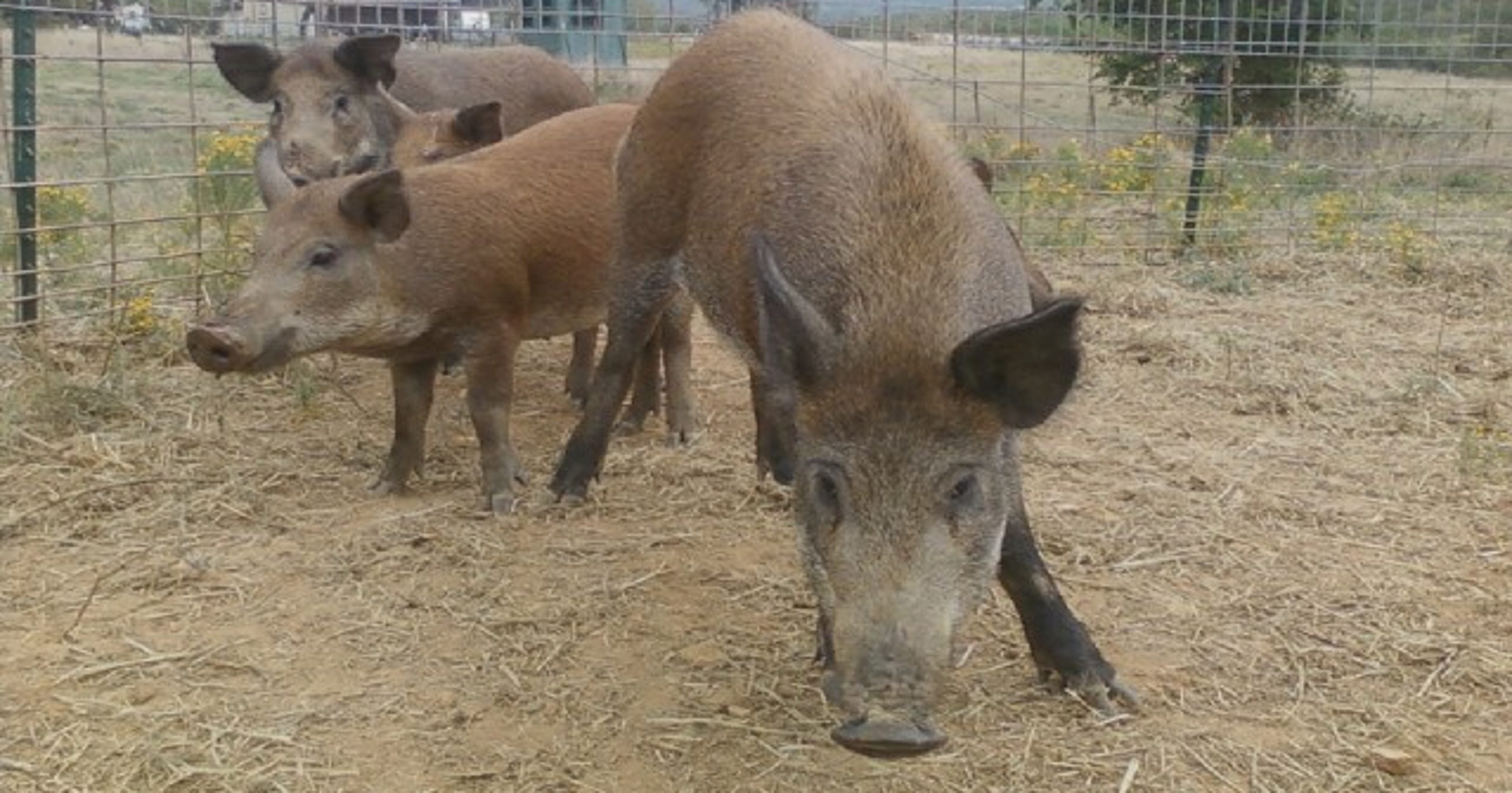 9,365 feral hogs killed last year continues rising trend in Missouri