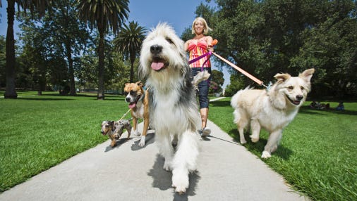 Woman walking several dogs