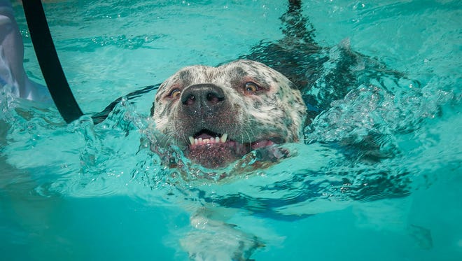 Pit bull Honda has a swim at the the Bow Wow Swim Luau at Desert Hills Pools on Saturday."