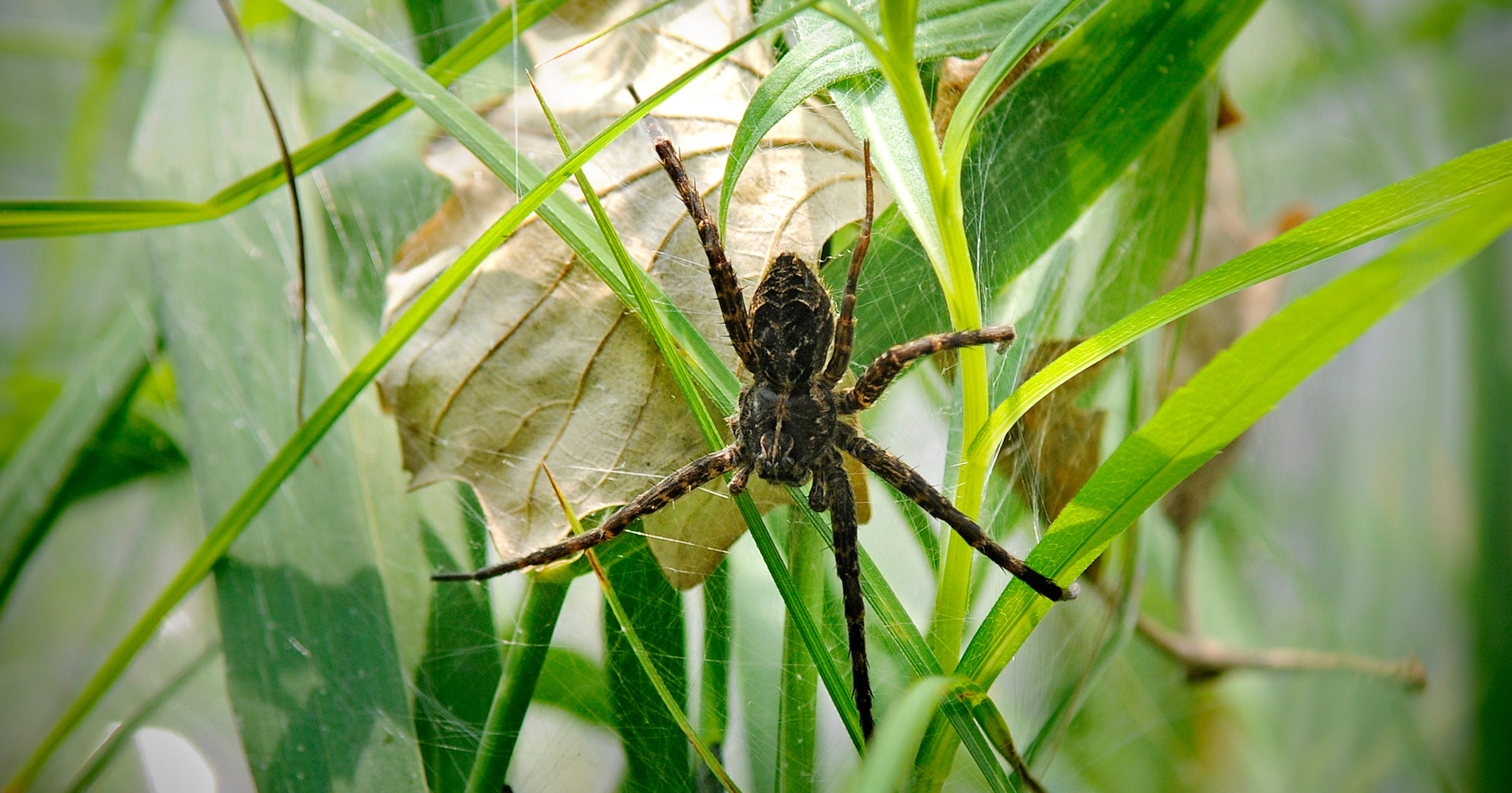 Web of lies: In reality, Minnesota spiders are friendly