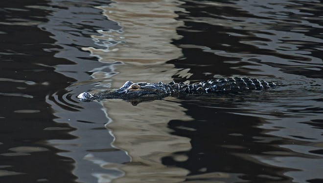 An alligator under the bridge near Lone Cabbage Fish Camp and Twister Airboat Rides west of Cocoa along State Road 520 at the Brevard County line.