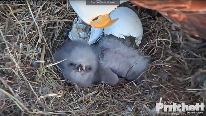 Screengrab from a live video feed shows Harriet, a bald eagle, with her two eaglets that hatched recently. The eaglet known as E10 broke through its egg shell on Tuesday, Dec. 26 and E11 hatched on Wednesday, Dec. 27, 2017.