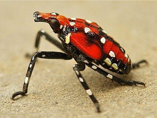 Invasive species threatens the Valley