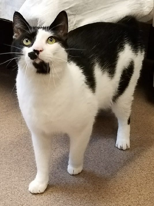Ask The Shelter Could My Cat S Excessive Drinking Be A Sign Of