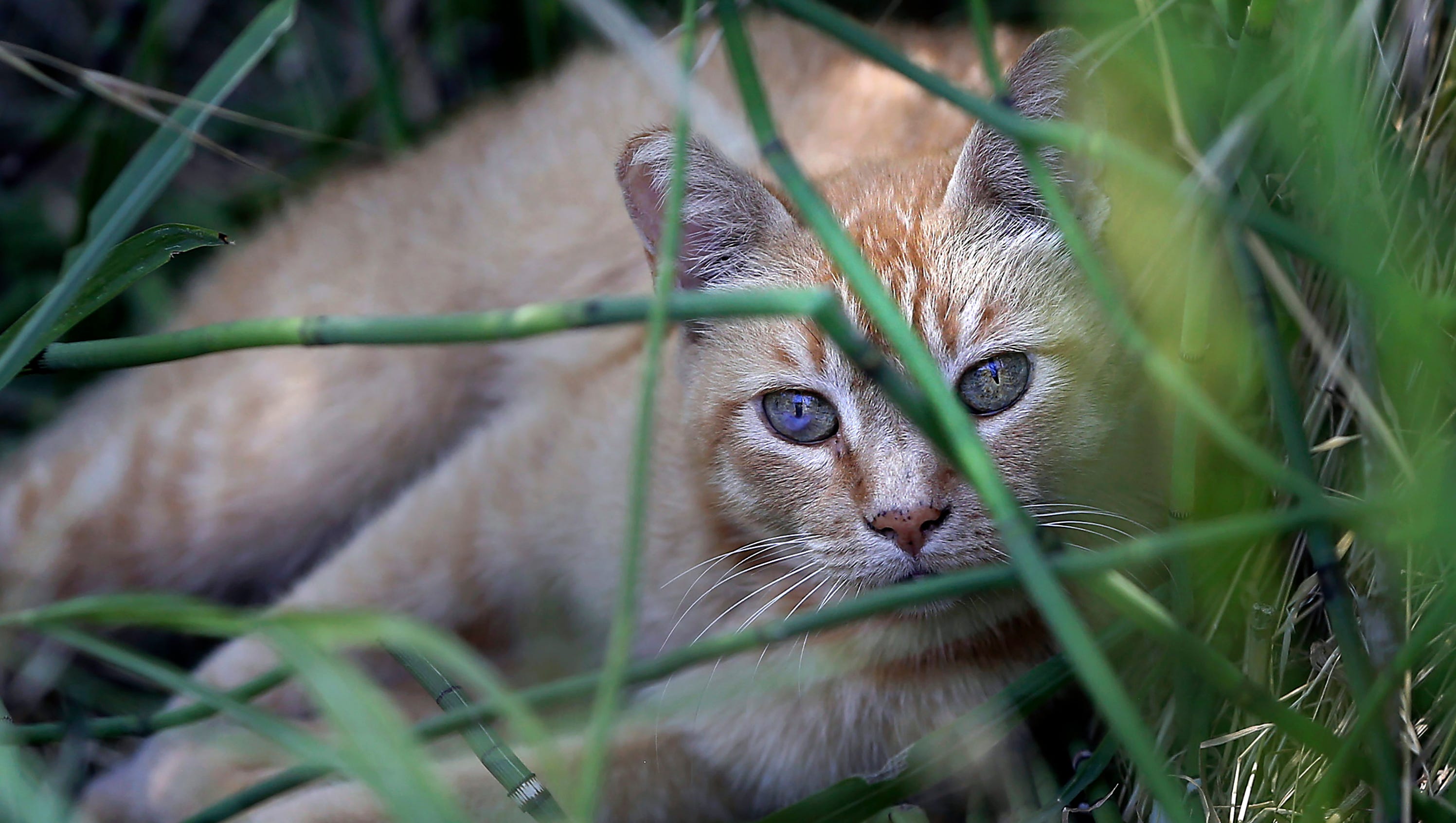 Top invasive species in the West include feral cats, feral hogs