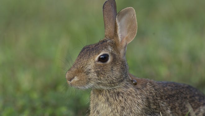 Rabbit hunting in Missouri isn’t at the popularity levels it was in the 1940s, 1950s and 1960s.