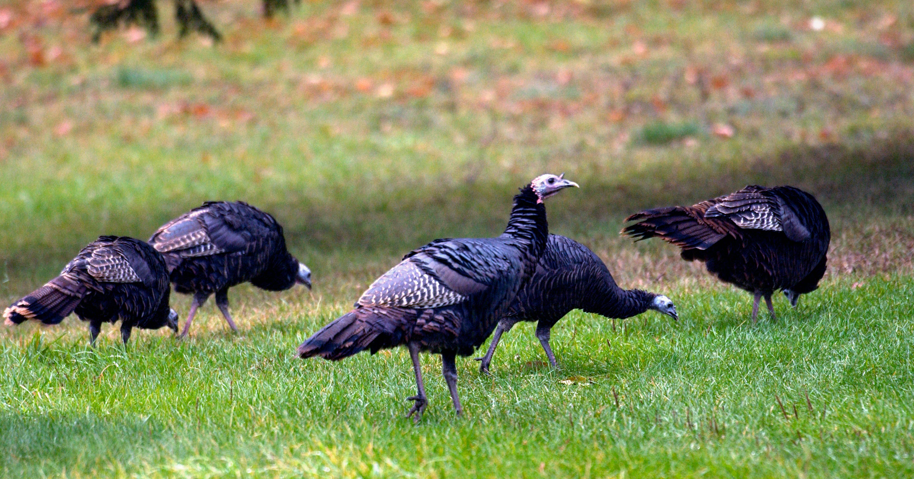 Wild Turkeys In Detroit Suburbs