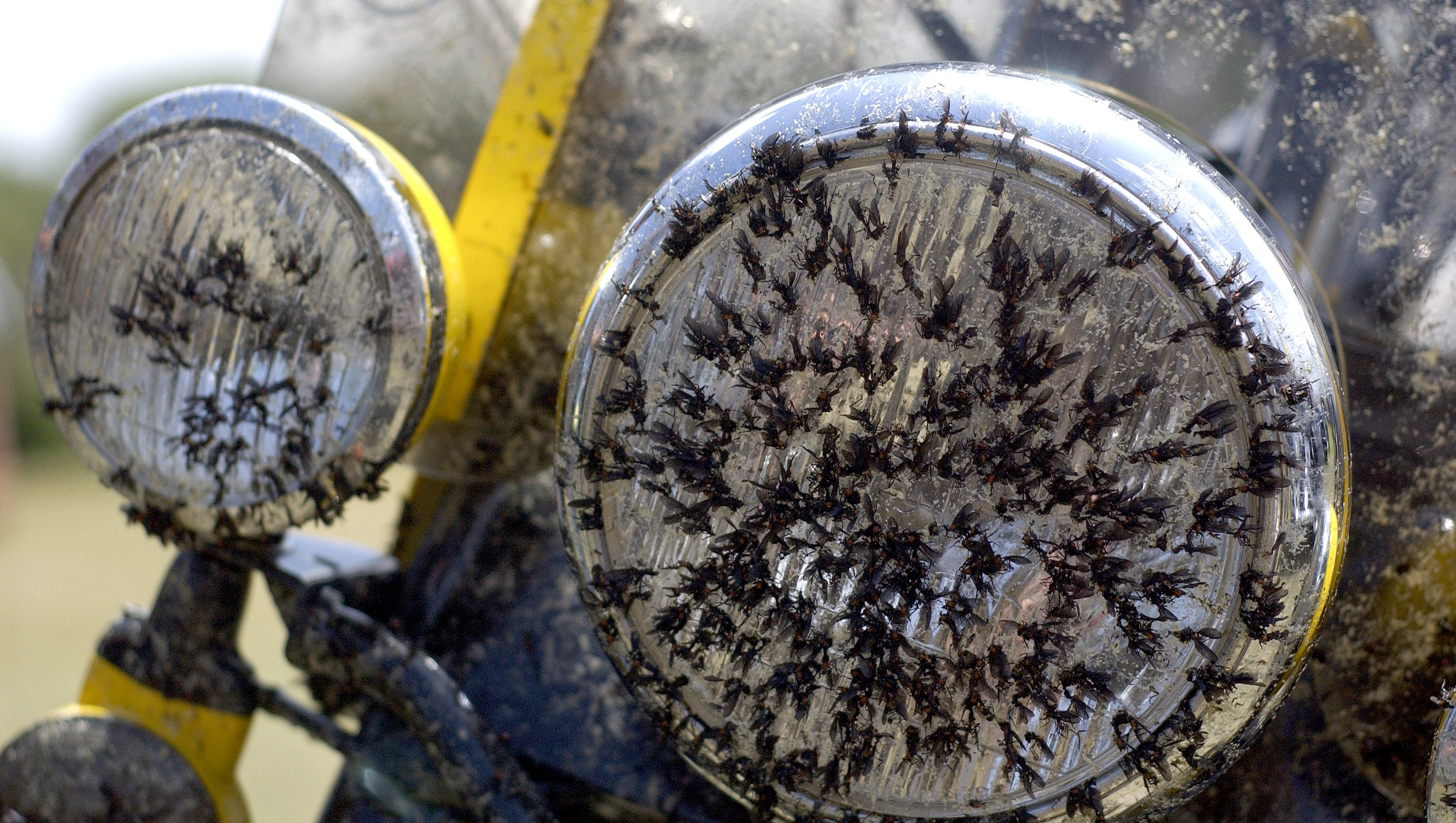 How To Really Clean Lovebugs Off Your Windshield And Car