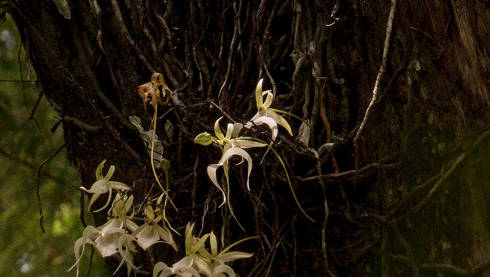 Famous Ghost Orchid In Bloom Again