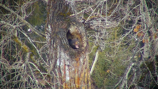 Black bear yawns after a nap in a cottonwood tree in Glacier National Park. This den can be viewed via webcam on the National Parks Service website.