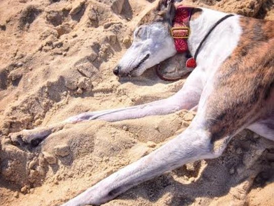 A greyhound takes a nap on the cool sand of Dewey Beach.