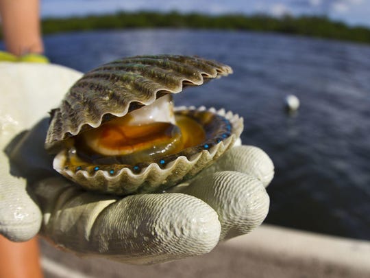 Florida wildlife commissioners approved a month-long scallop season in Gulf County, which has been ravaged by red tide over the past few years.