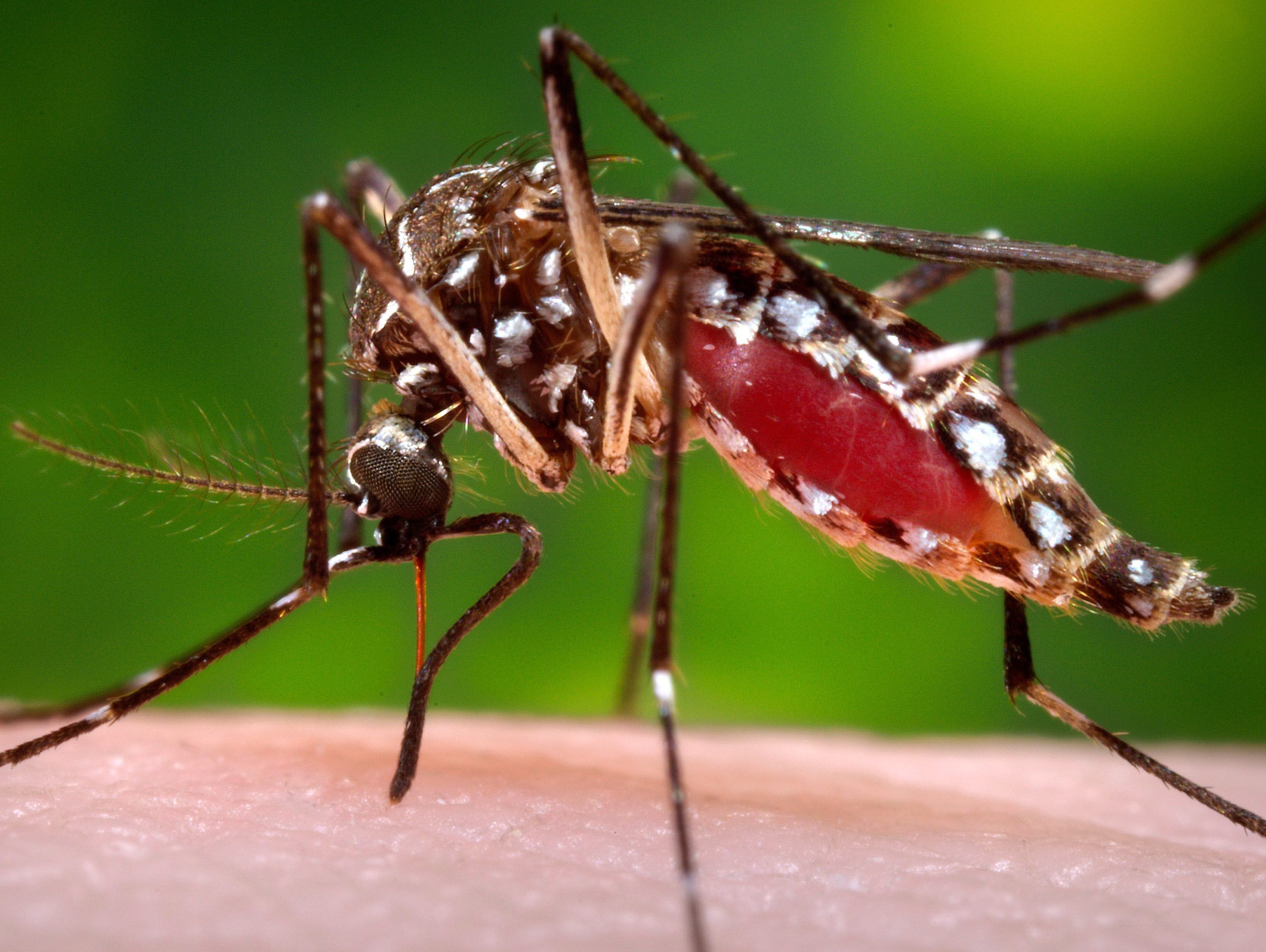 636343495839677457-LCJBrd2-06-09-2017-KY-1-A010--2017-06-08-IMG-AP-MED-ZIKA-MOSQUITO-1-1-MUIKND0S-L1043959997-IMG-AP-MED-ZIKA-MOSQUITO-1-1-MUIKND0S.jpg
