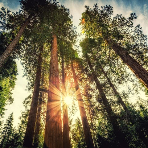 Sun shining between redwood trees