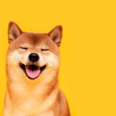 The mascot of Dogecoin.