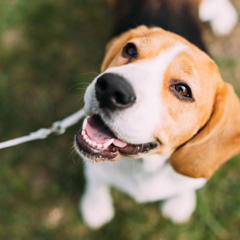 A beagle dog looking up.