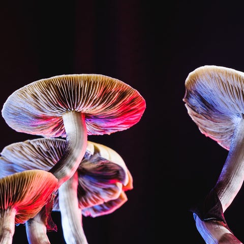 Psilocybin magic mushrooms.