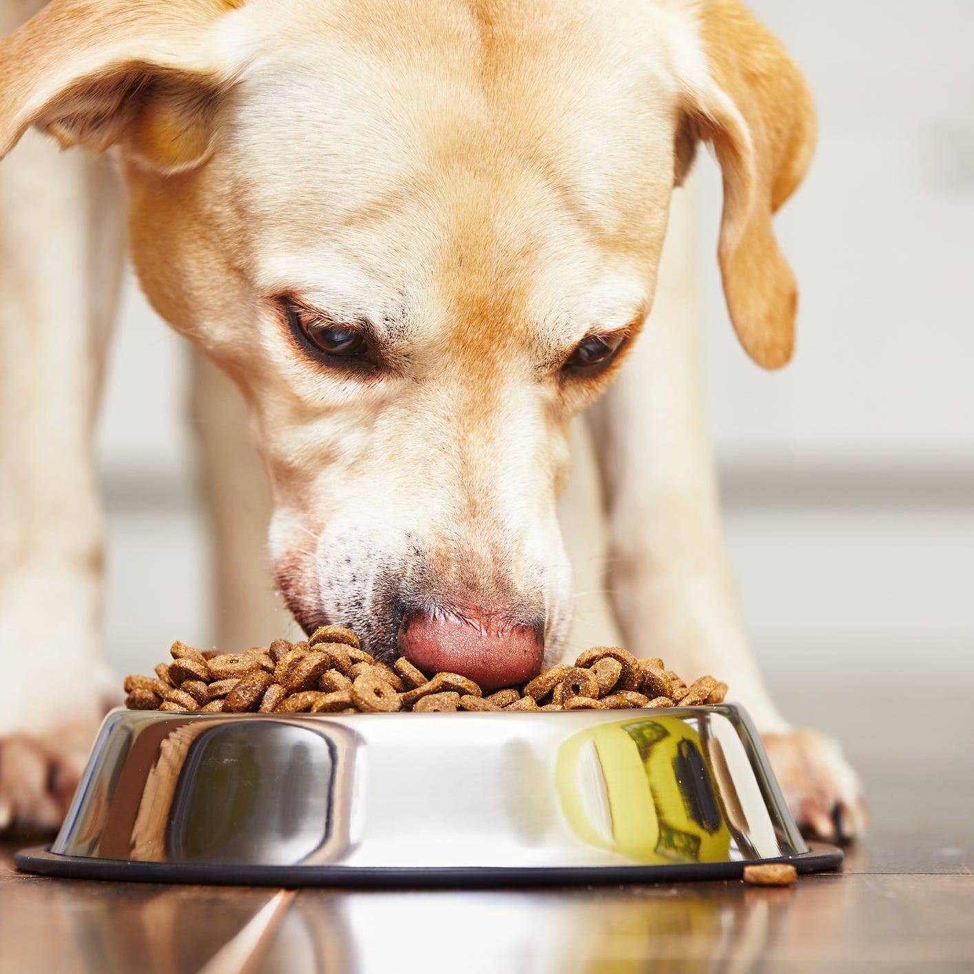 A dog is eating pet food in a bowl.