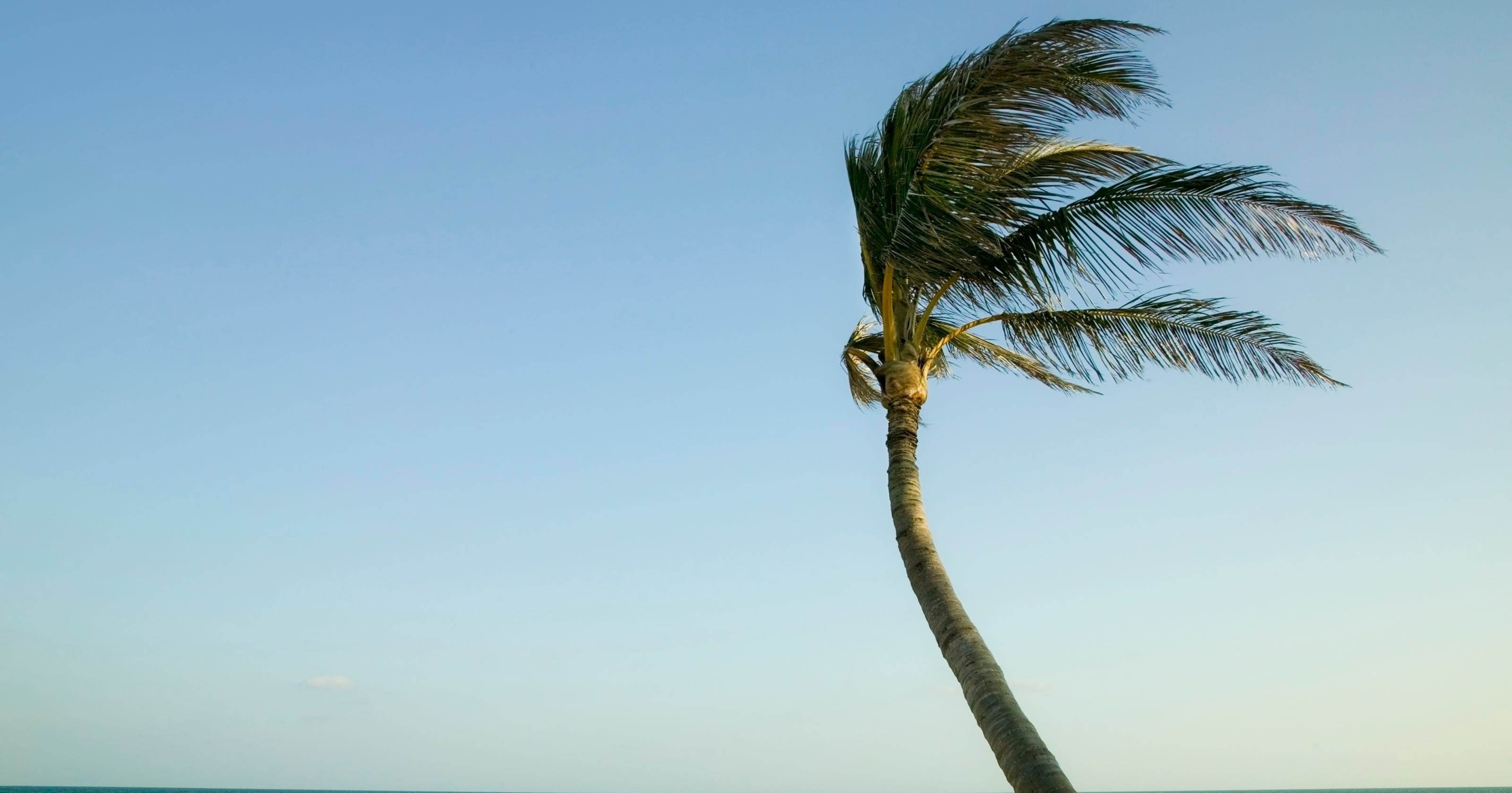 Palm trees tend to bend, not fall, in the wind