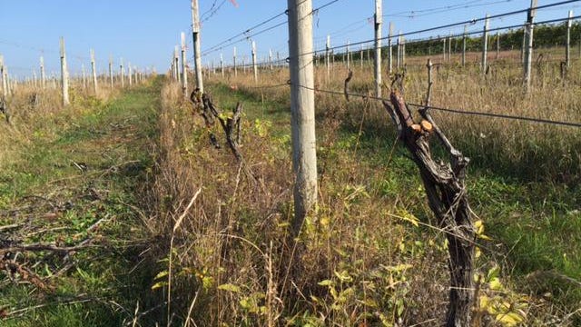 Coloma wine-grape farmer Joe Herman is removing some varieties from his vineyard.
