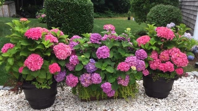 Linda Coven, co-president of Cape Cod Hydrangea Society, has 20 planters with hydrangeas in her garden, as well as 200 hydrangea bushes.