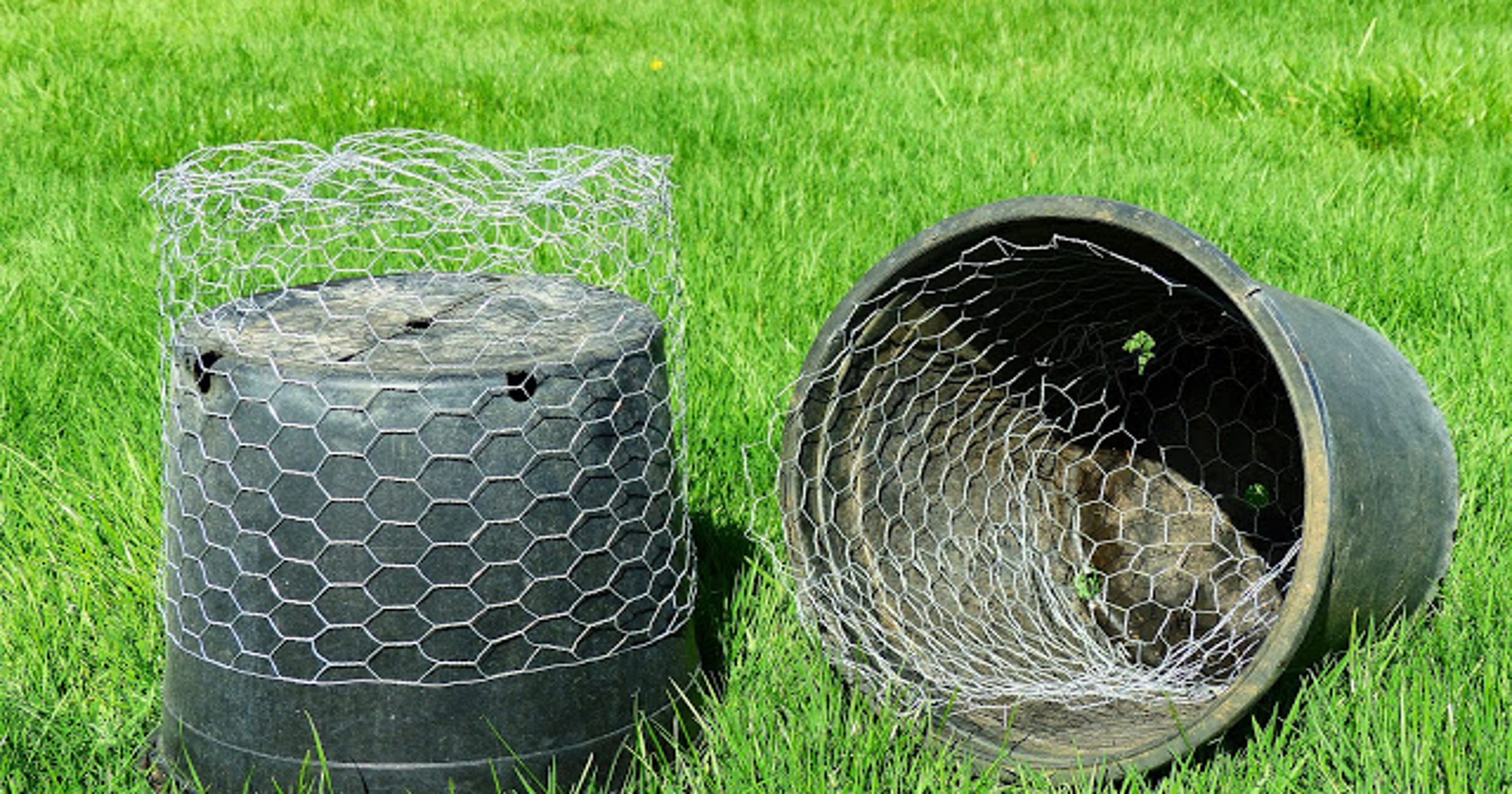 Chicken wire protects plants from gophers