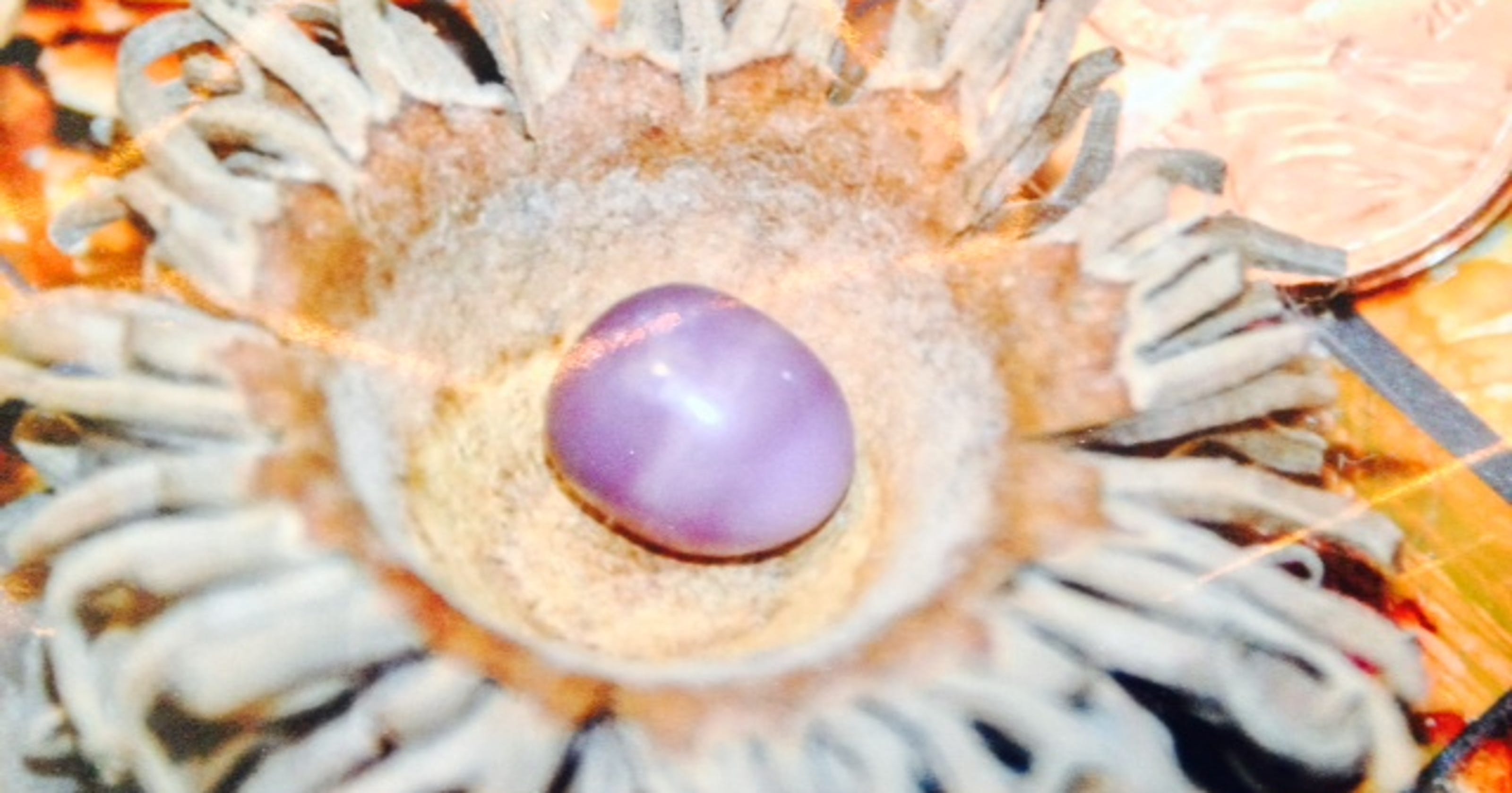 Rare pearl worth $3K? That's a lot of clams