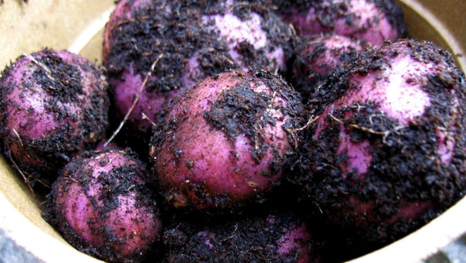 Three types of potatoes can be used for planting: early season, mid-season and late season. Each can grow from planting to harvest at about 75 to 90 days, 95 to 110 days and 120 to 135 days, respectively.