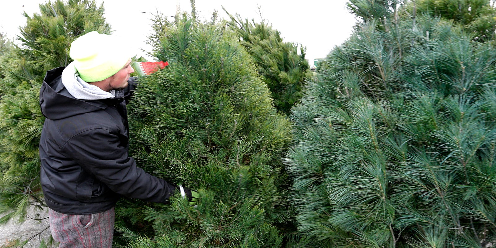 Fond du Lac Christmas trees Find your perfect tree