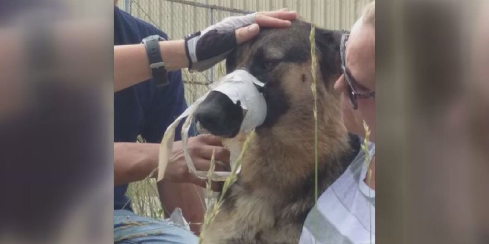 cock in dog ass gay anal bestiality porn cock in dog ass gay anal bestiality porn