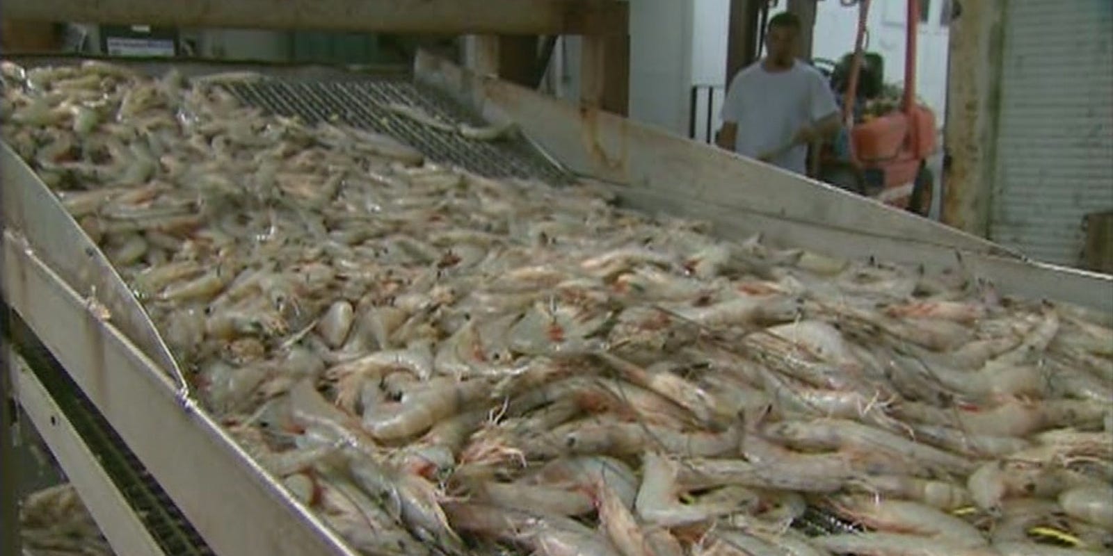 Record rains will affect shrimp season