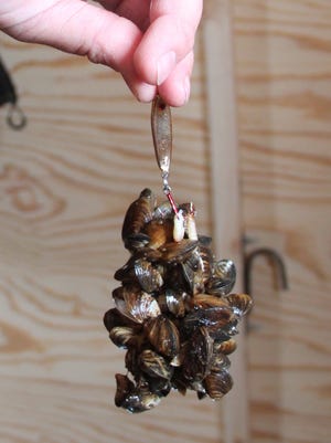 A clump of quagga mussels hangs from an angler's lure on an ice fishing outing on Green Bay. The mussels, which cover much of the bottom of Lake Michigan, became hooked on the lure as it was jigged for whitefish.