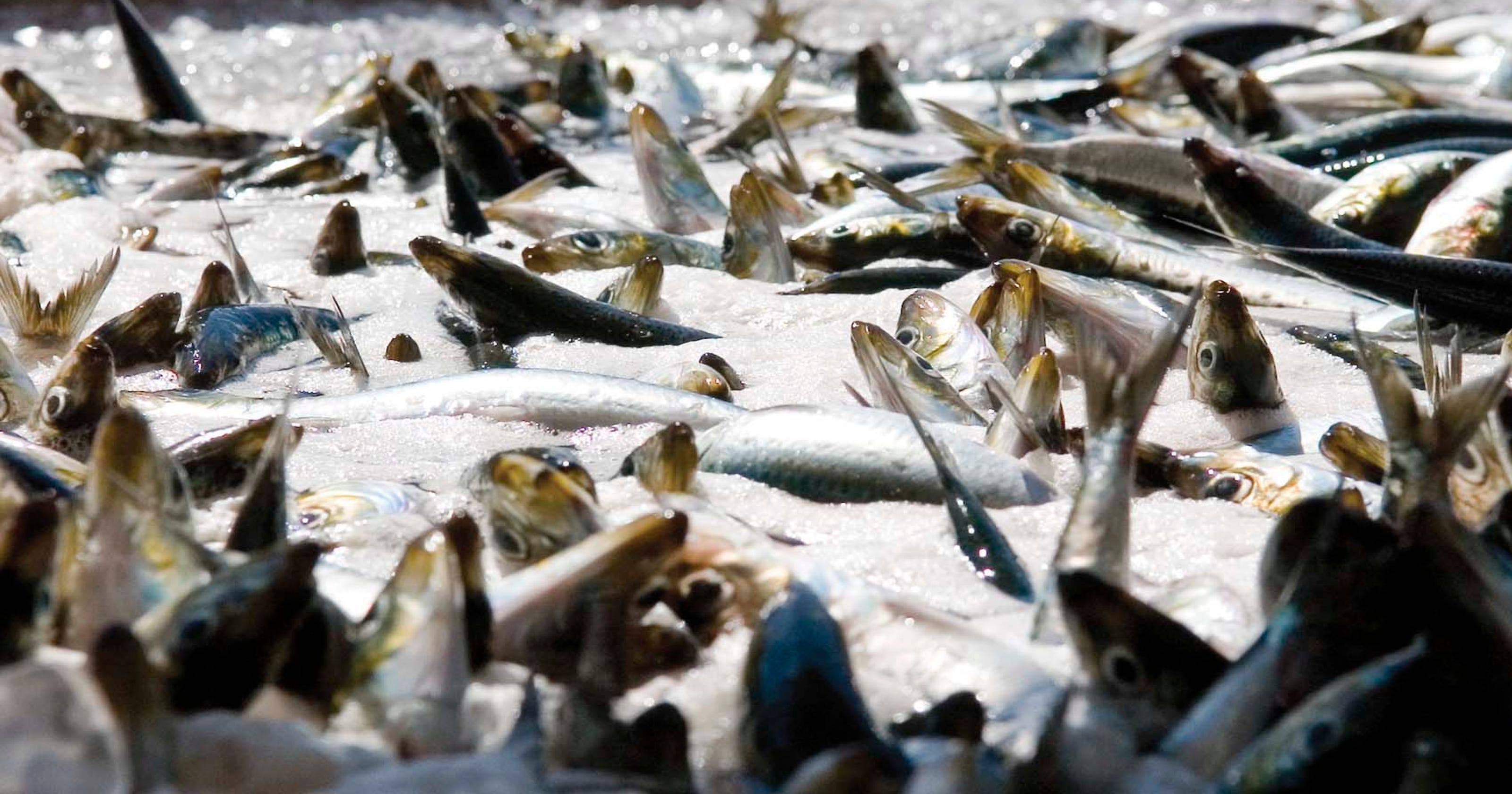 West Coast sardine fishing may be put on ice
