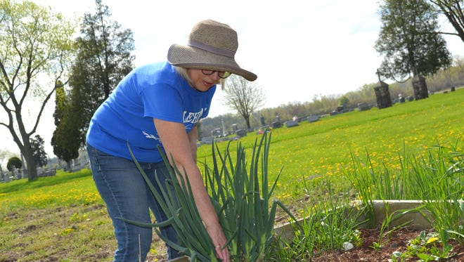 Emily Kihlken pulls spring onions from St. Paul Community Garden. The garden group is hoping to attract new members that enjoy growing fresh produce.