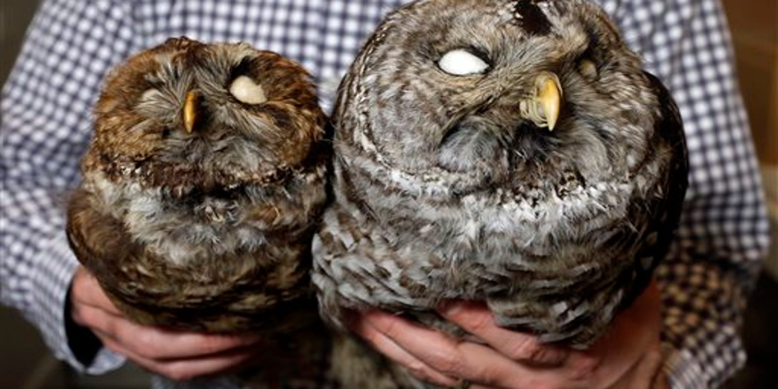 Spotted owl controversy shows danger of worshiping at altar of science