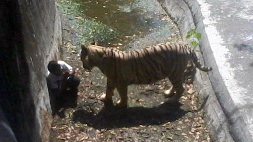 White tiger kills zoo visitor in India White tiger kills zoo visitor in India