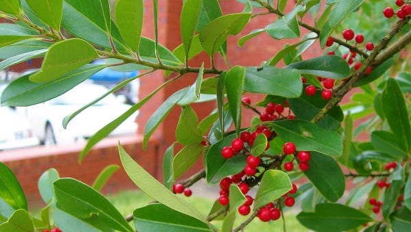 Use Dahoon Holly (Ilex cassine) berries and sprigs for holiday decorations. It is also a good street tree, an accent tree, and in native landscapes. It is great for ornamental purposes and to attract wildlife. Dahoon Holly has good tolerances to urban locations and issues; it has some resistance to air pollution and grows well in restricted or compacted soils.