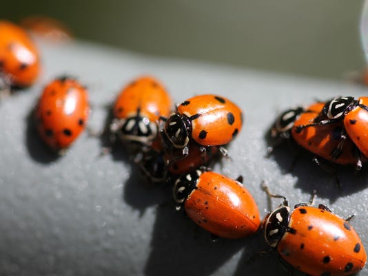 having ladybugs indoors serves a very useful purpose