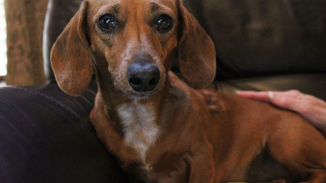 Lucy, a 4-year-old miniature dachshund, rests Wednesday at her Derby, Kan., home.