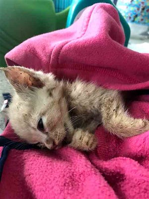 Warrior, the 6-week-old kitten at the center of an animal cruelty case that has outraged a group of Unicoi County residents, is pictured here struggling for life.