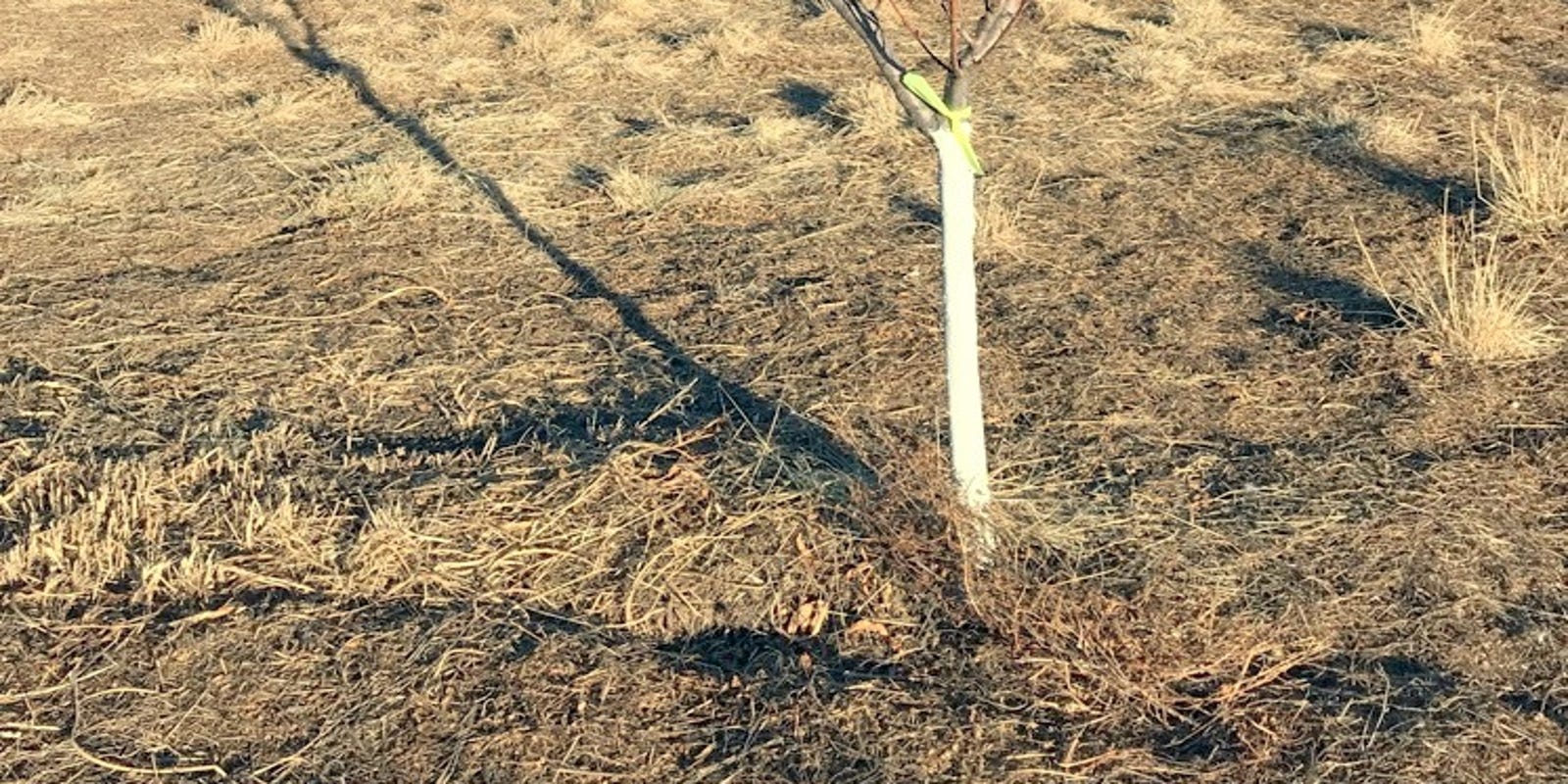 White paint protects tree trunks from winter sunscald