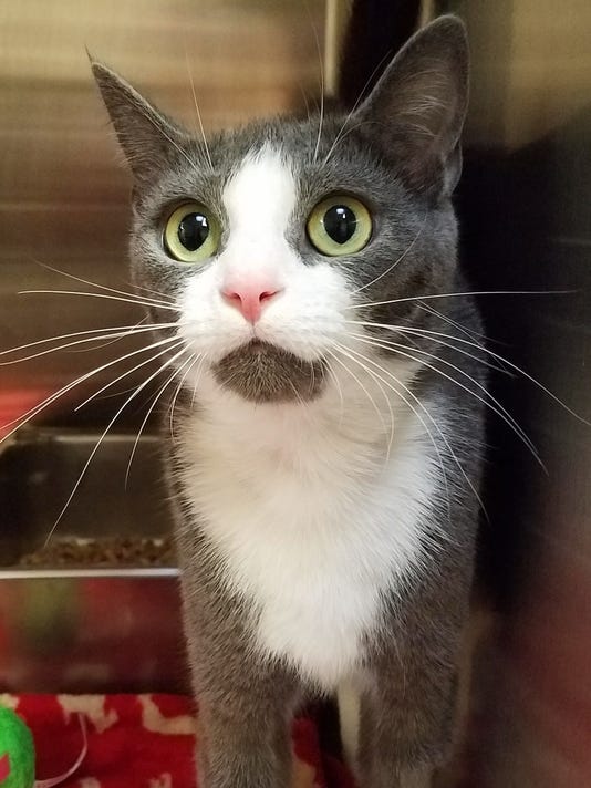 Ask the shelter Do cats without tails have trouble balancing?