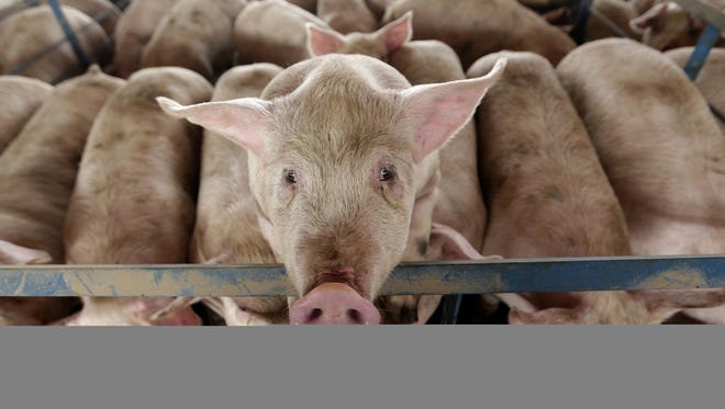 A pig looks out of its pen at a hog feeding operation near Tribune, Kan.