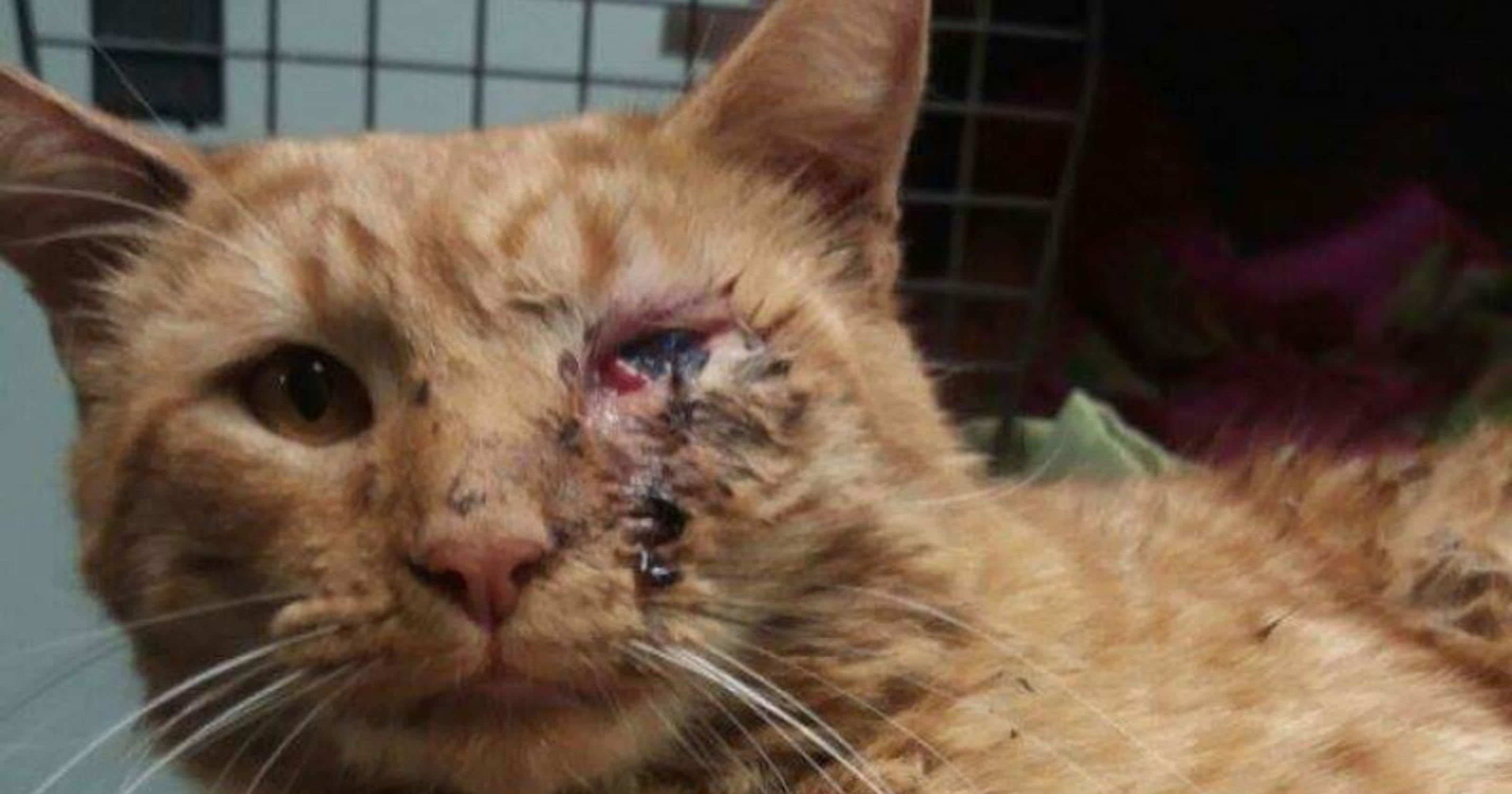 Livingston family's cat recovering after tortured, shot ...